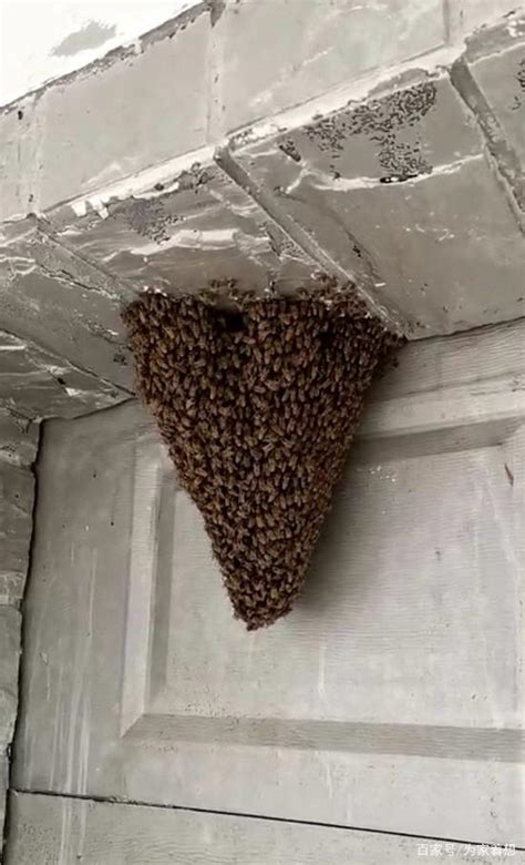 蜜蜂来家里筑巢是好事吗
